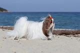 SHIH TZU 060